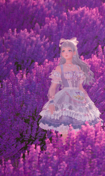 lavender fields image