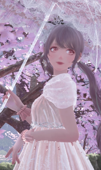 cherry blossoms in the spring image