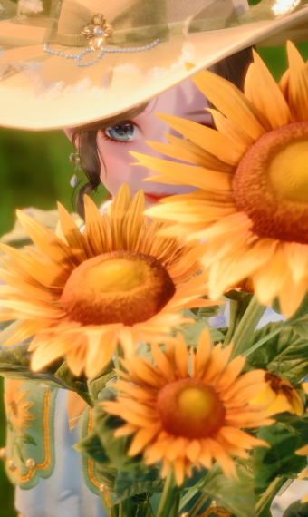 Sunflower harvest image