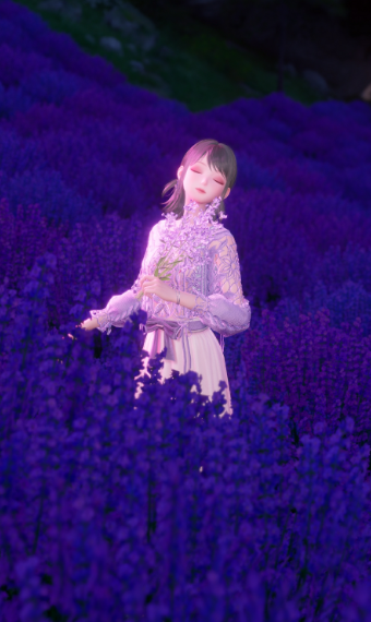 Lavender fields forever image