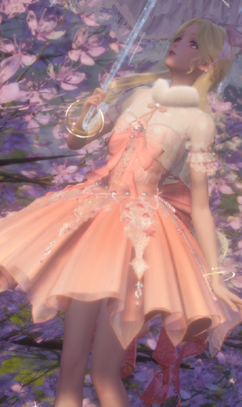 Cherry Blossoms in bloom image